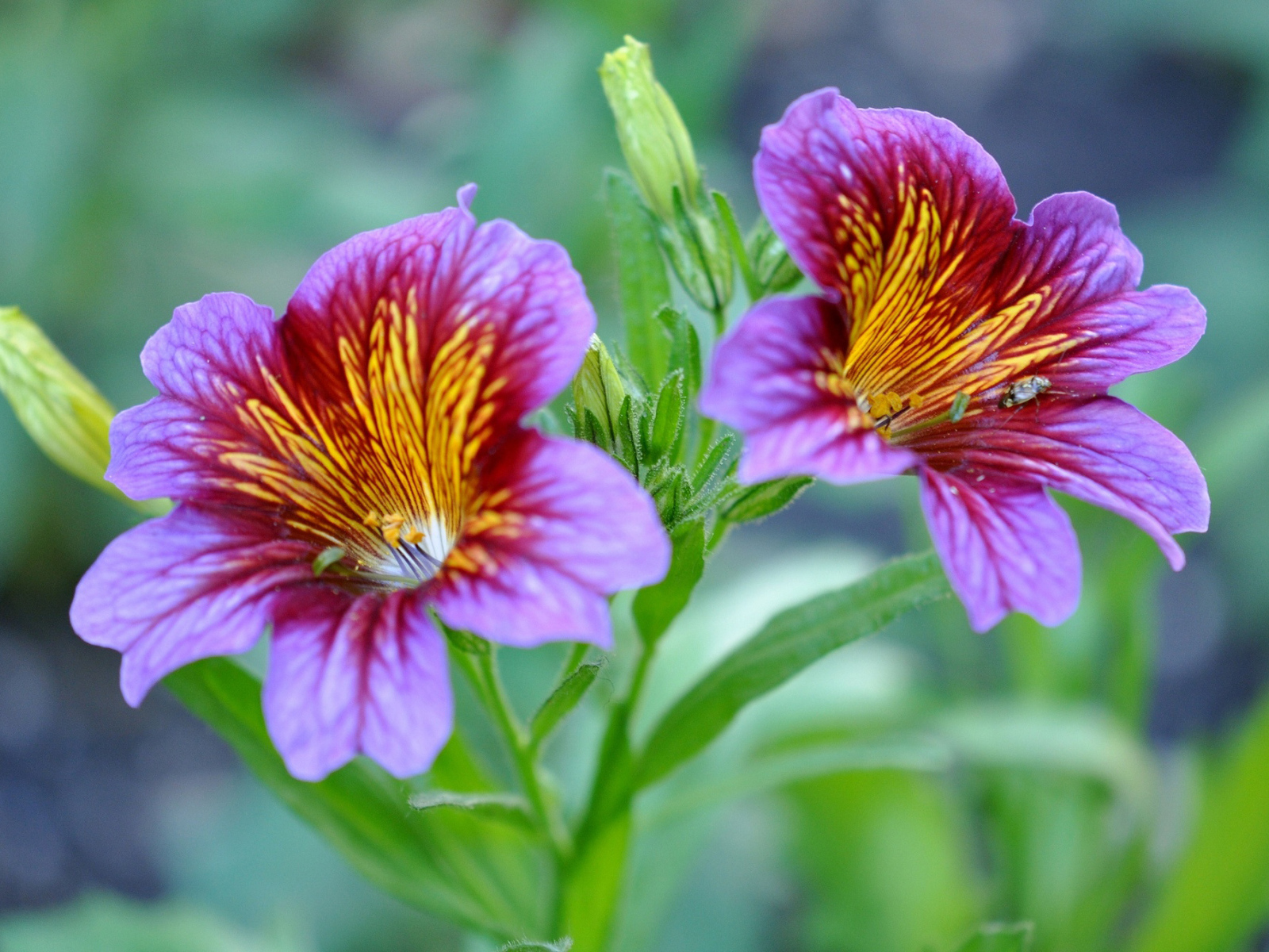 Фиолетовые цветы сальпиглоссис крупным планом