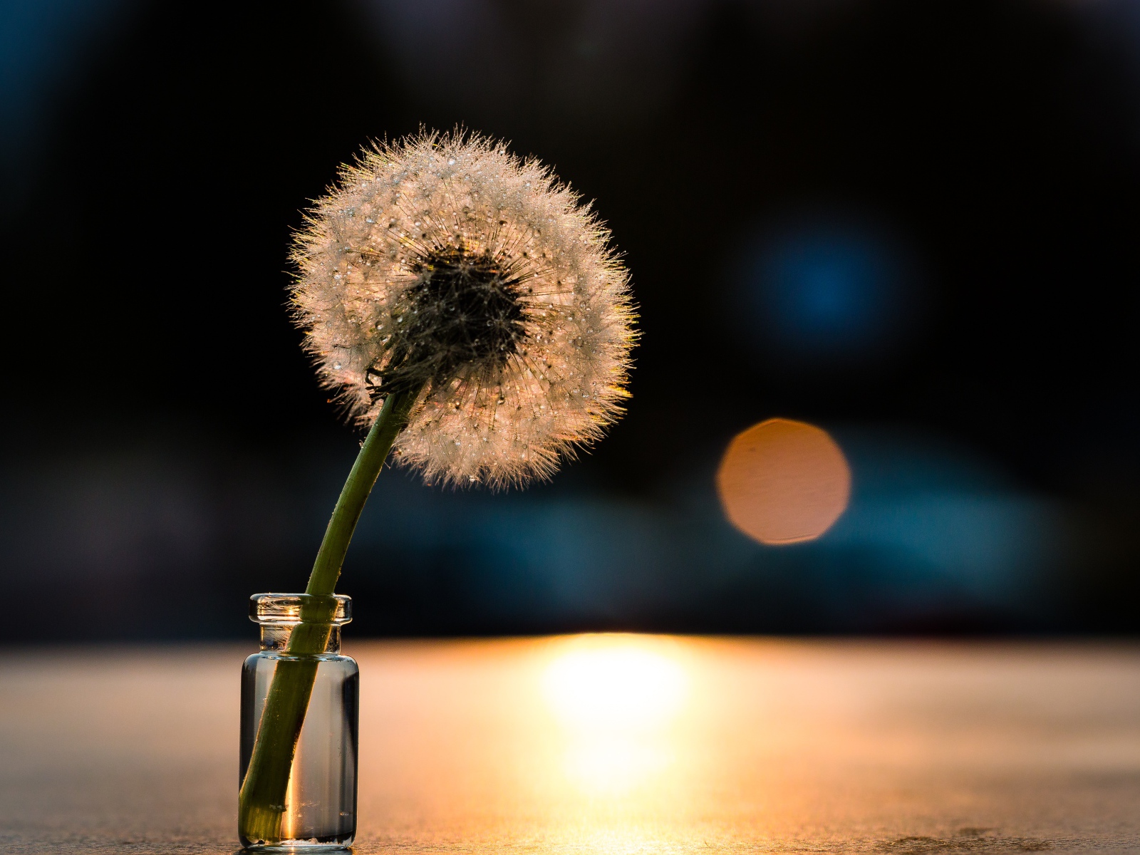 Белый одуванчик в свете солнца на столе