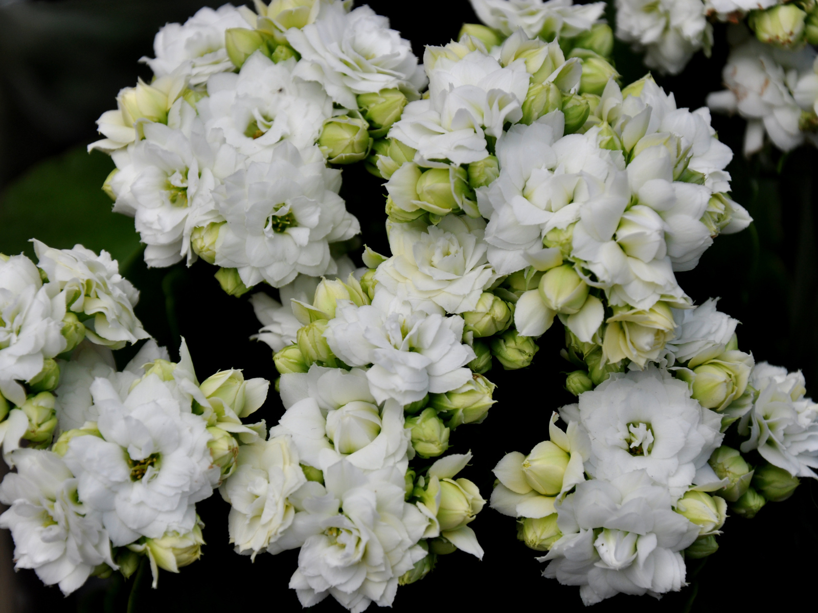 Белые нежные цветы каланхоэ с бутонами крупным планом