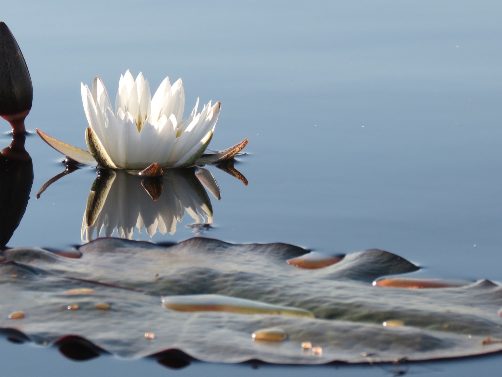 Белый нежный цветок лотоса в водоеме 