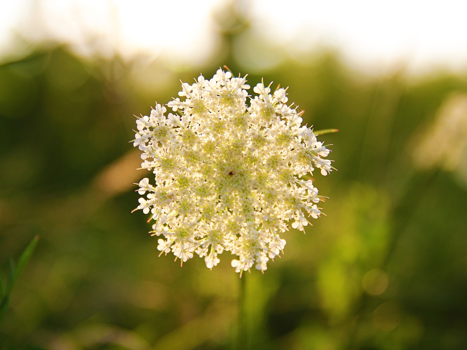 Белый полевой цветок в лучах солнца