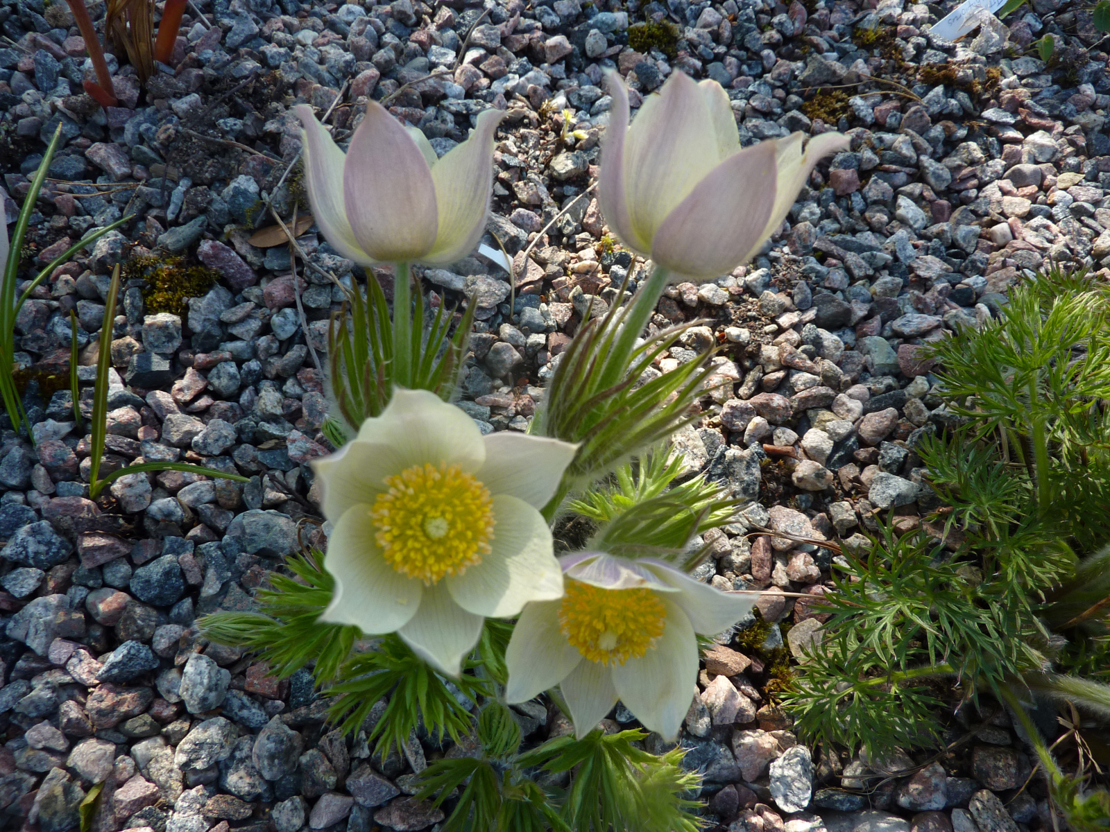 Белые цветы прострел растут на камнях