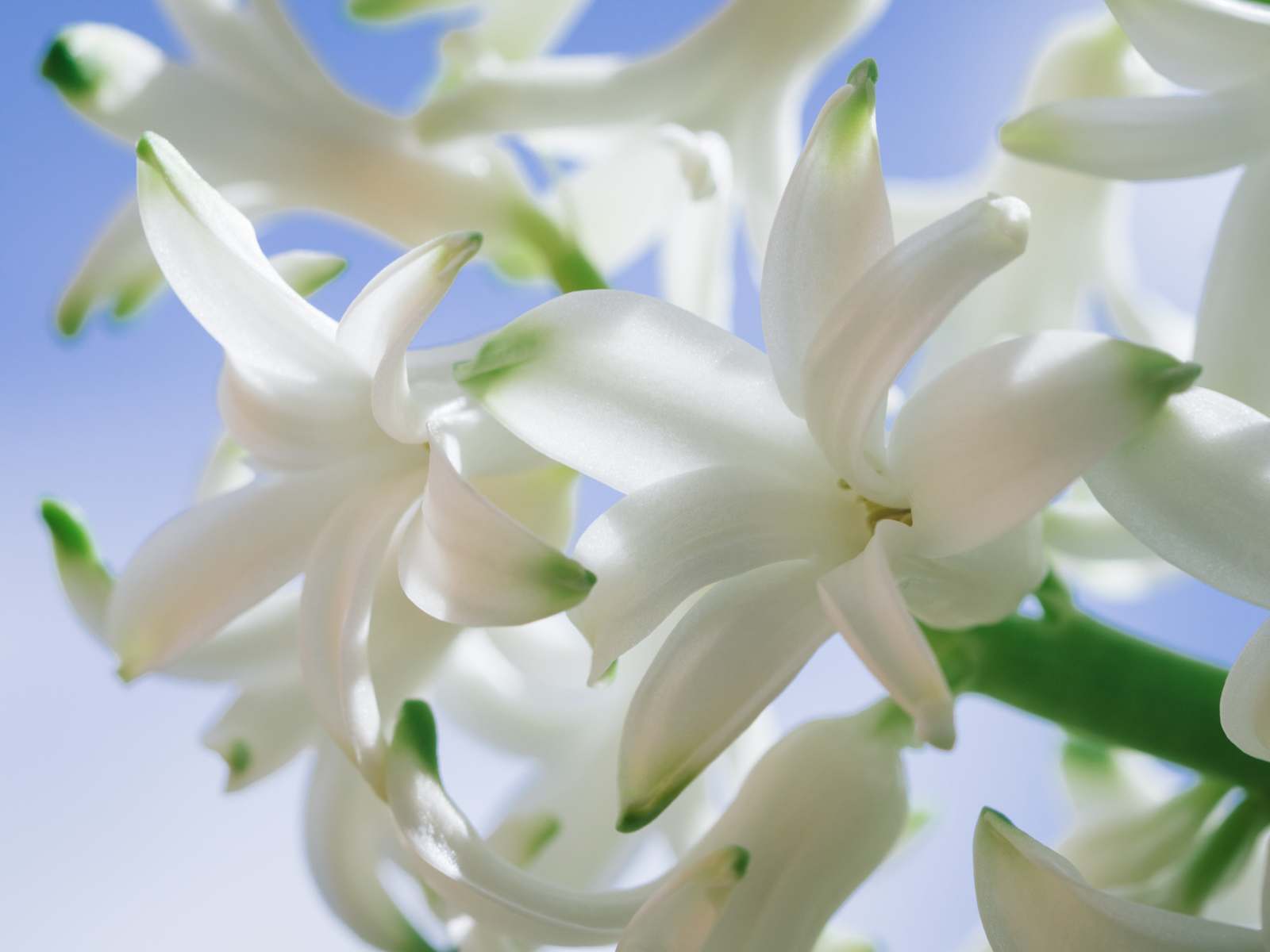 Белые цветы гиацинта крупным планом 