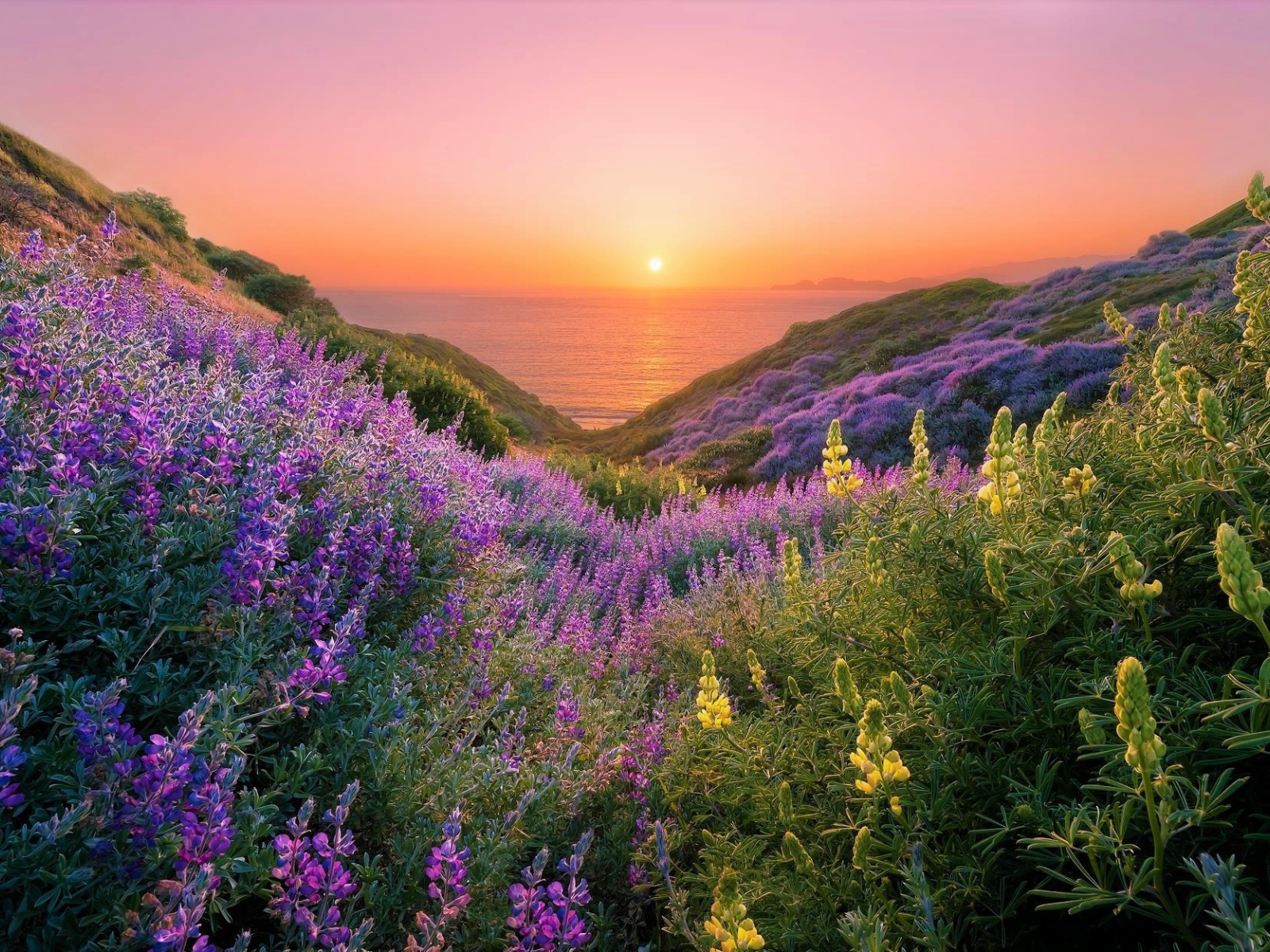 Желтые и сиреневые люпины на склонах береговой линии на закате