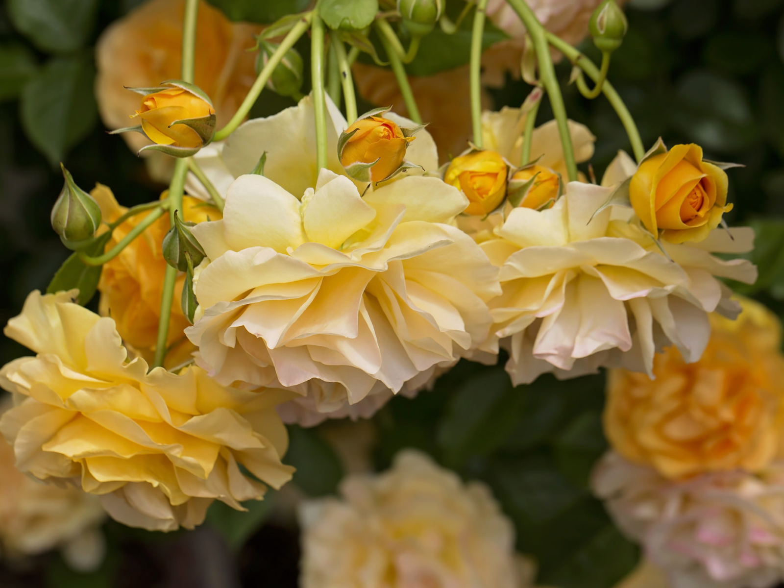 Желтые красивые розы с бутонами