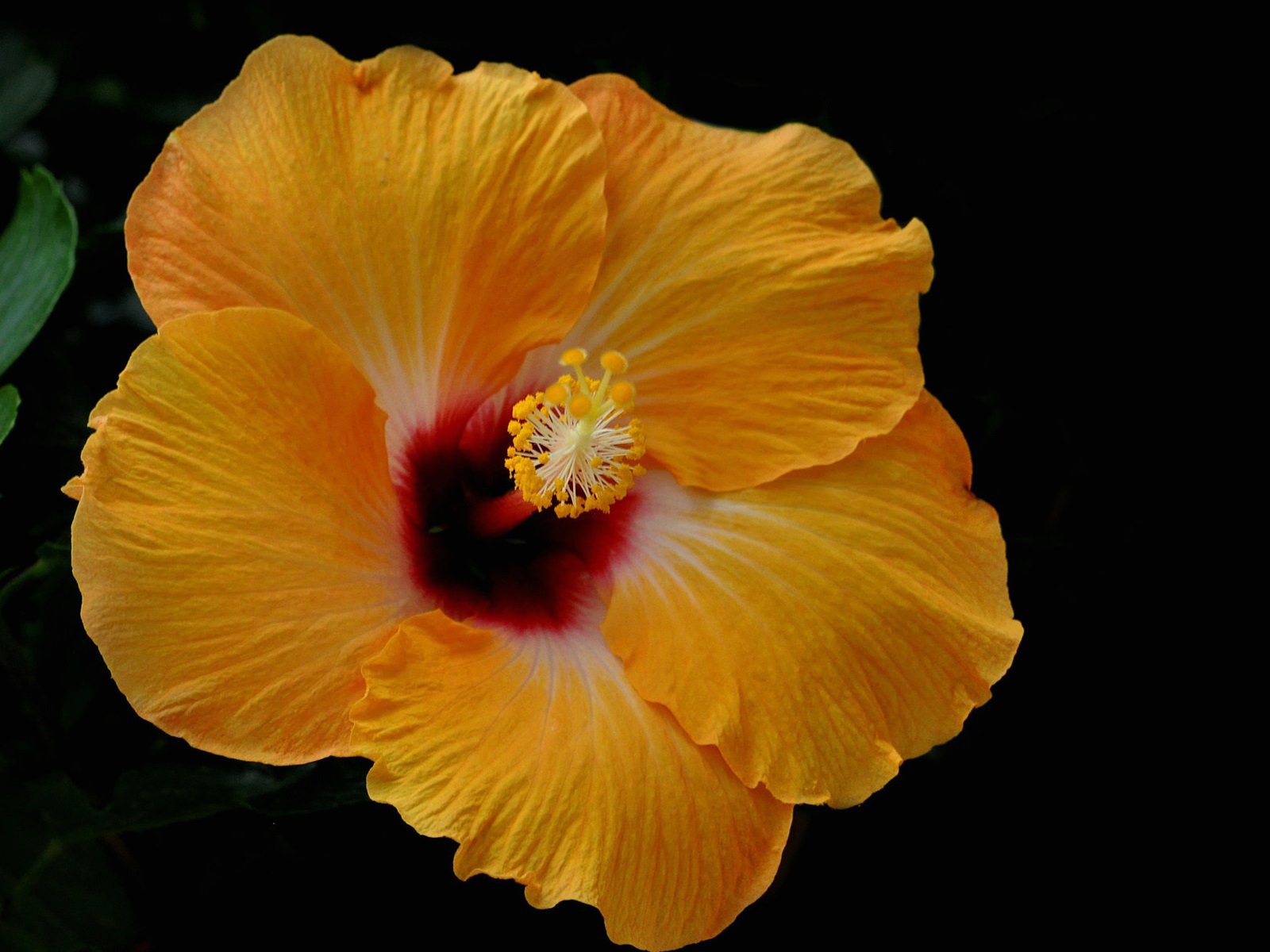 Желтый цветок гибискуса на черном фоне 