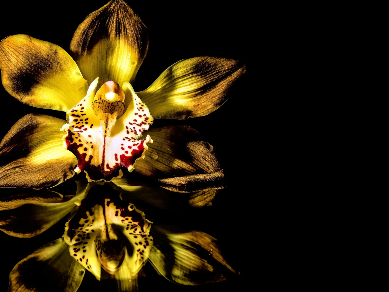 Желтая орхидея на черном фоне 