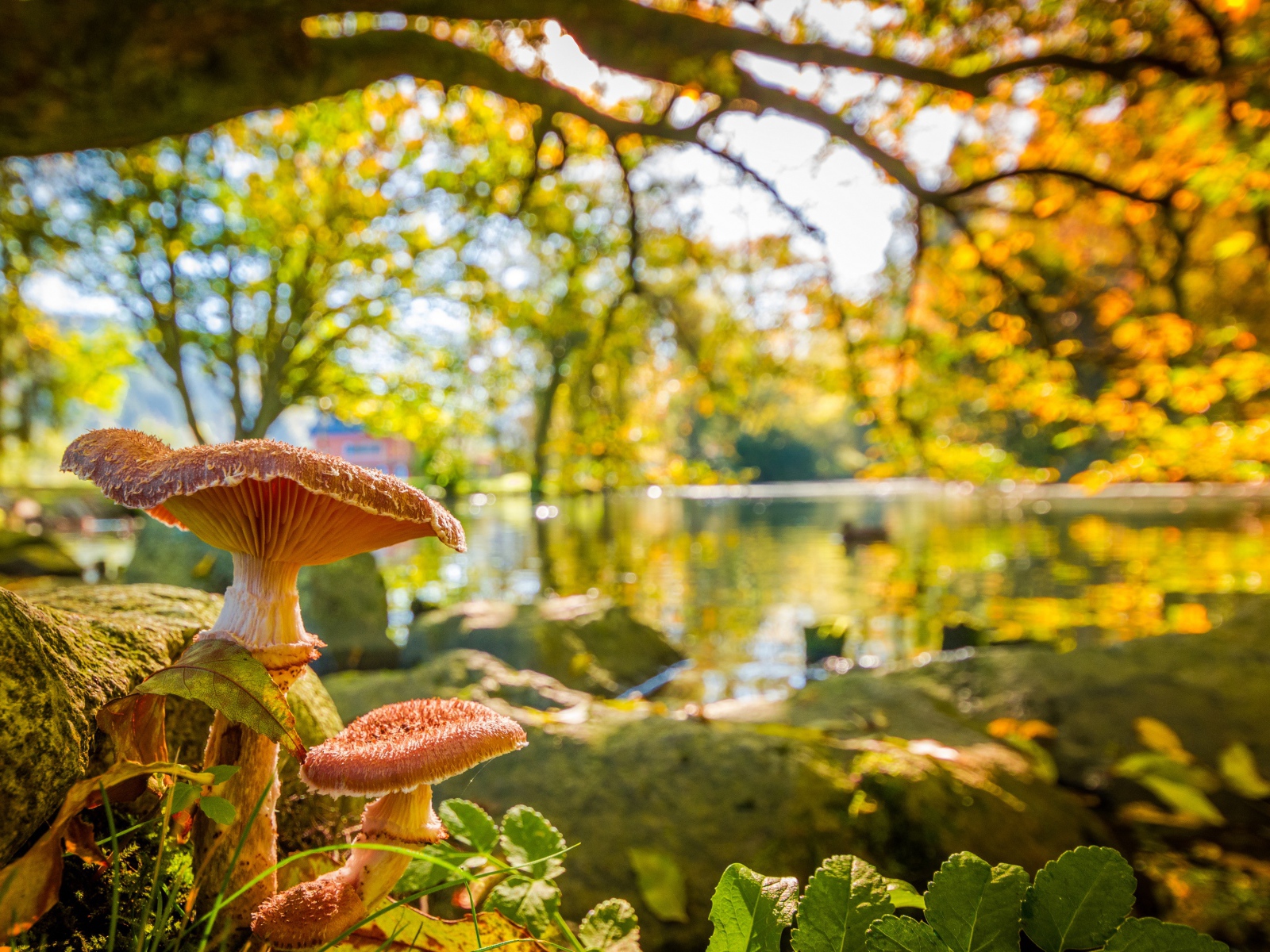 Два гриба в осеннем лесу у озера