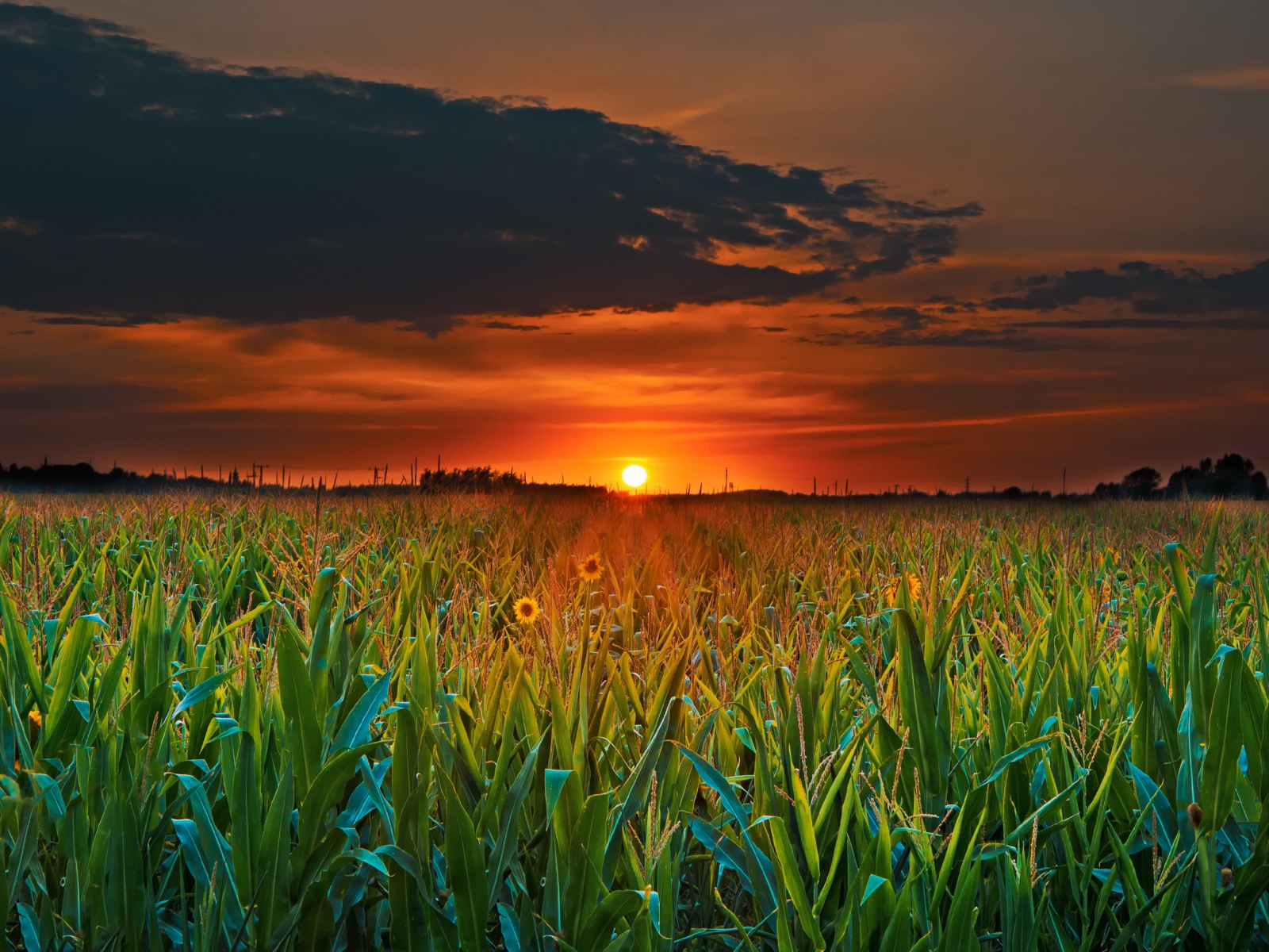 Закат летнего солнца над кукурузным полем