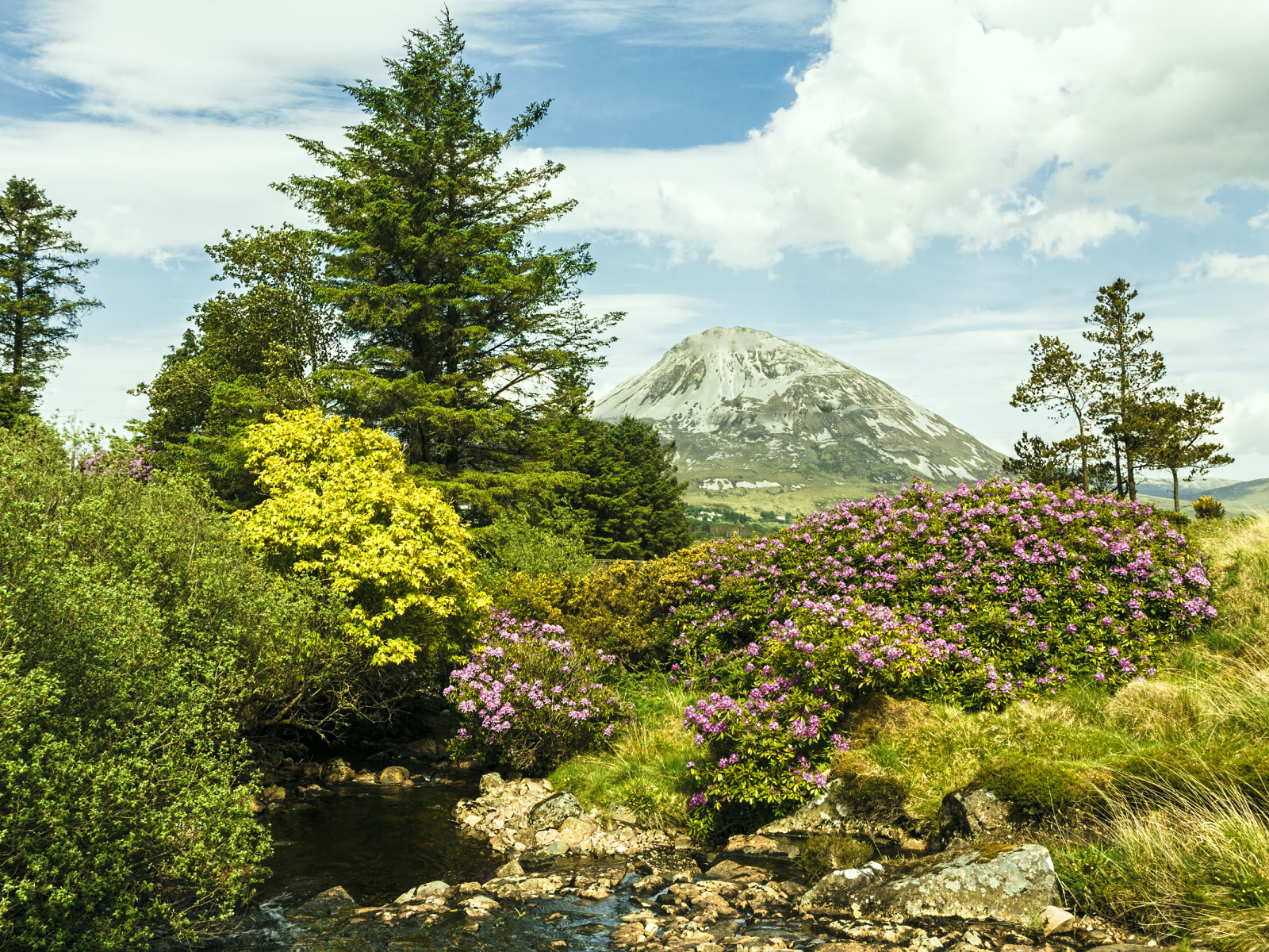 Красивая цветущая природа и ручей на фоне горы 