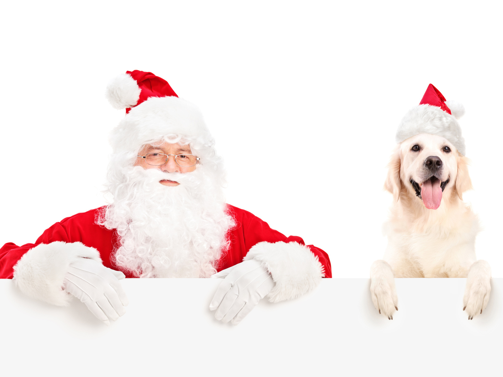 Дед Мороз с собакой породы золотистый ретривер на Новый год 2018