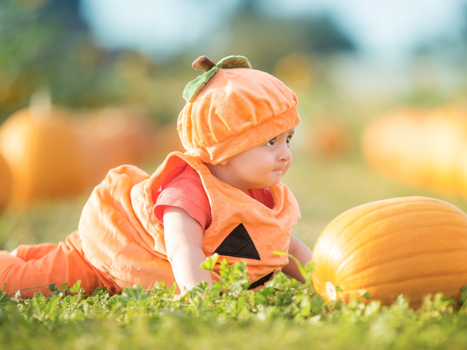 Маленький мальчик в смешном костюме на огороде с тыквой
