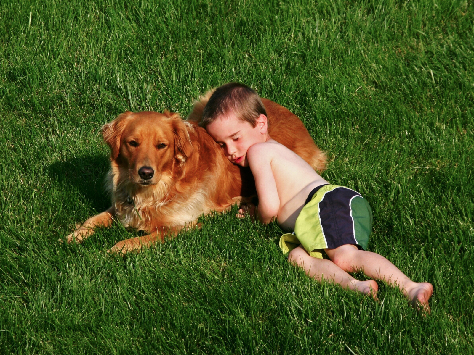 Маленький мальчик спит с золотистым ретривером на зеленой траве