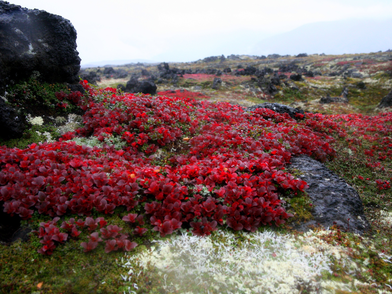 Красочная природа Камчатки,  Россия 