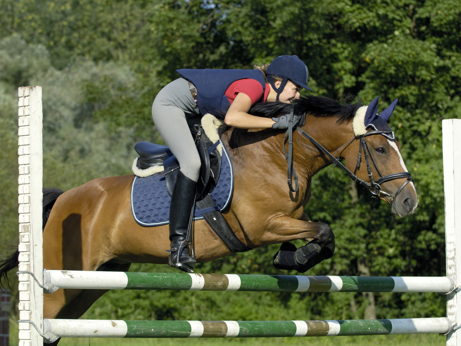 Девушка в спортивной униформе перепрыгивает через барьер на лошади