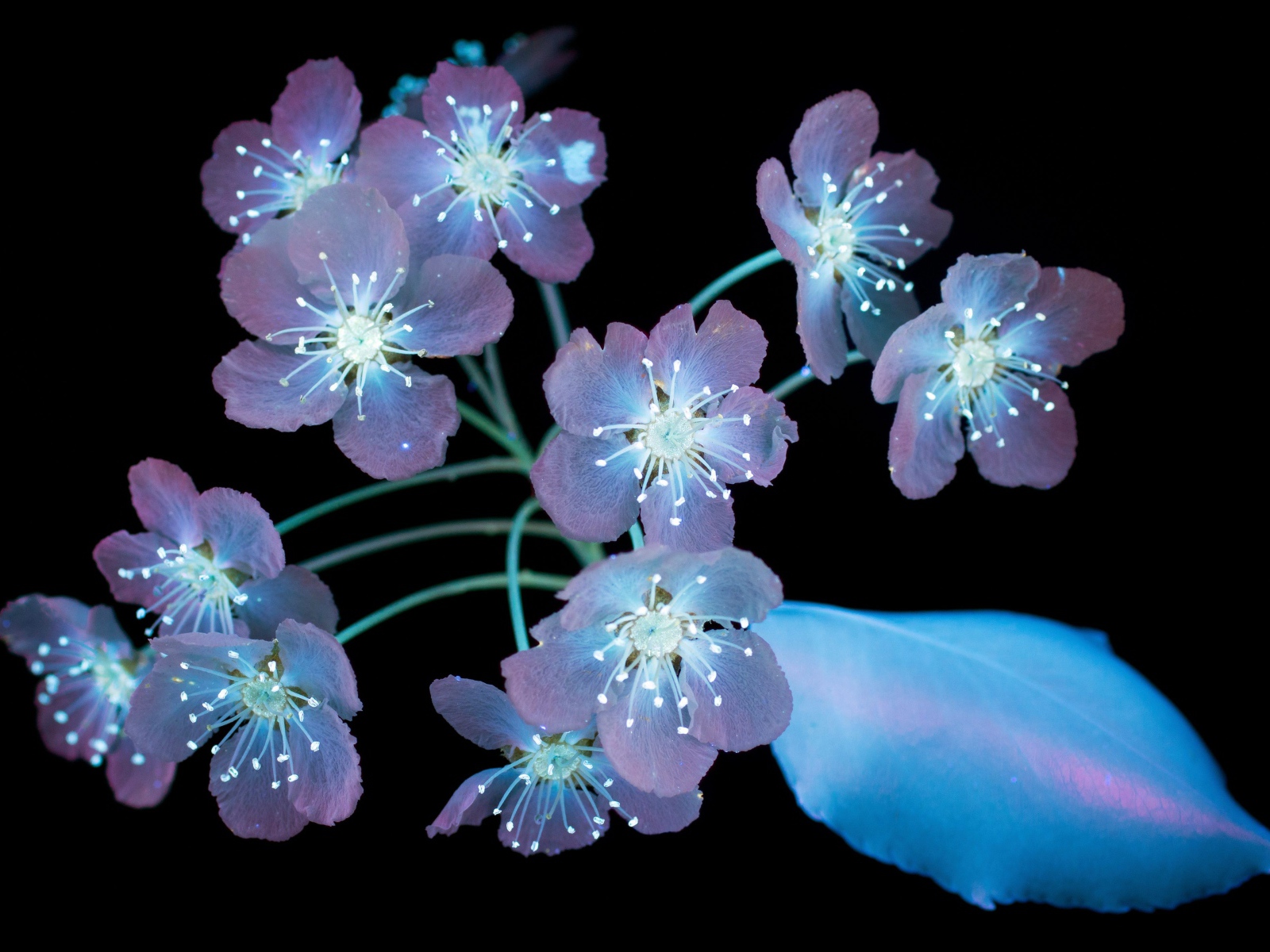 Фиолетовые цветы на черном фоне, 3д графика