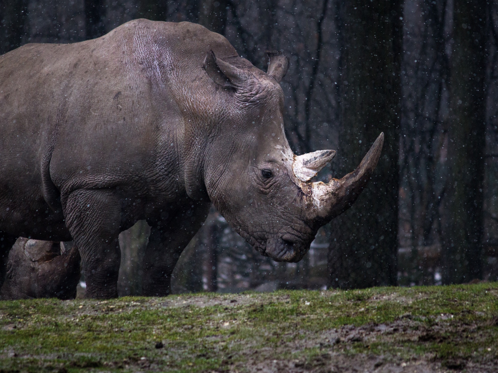 Большой носорог в лесу