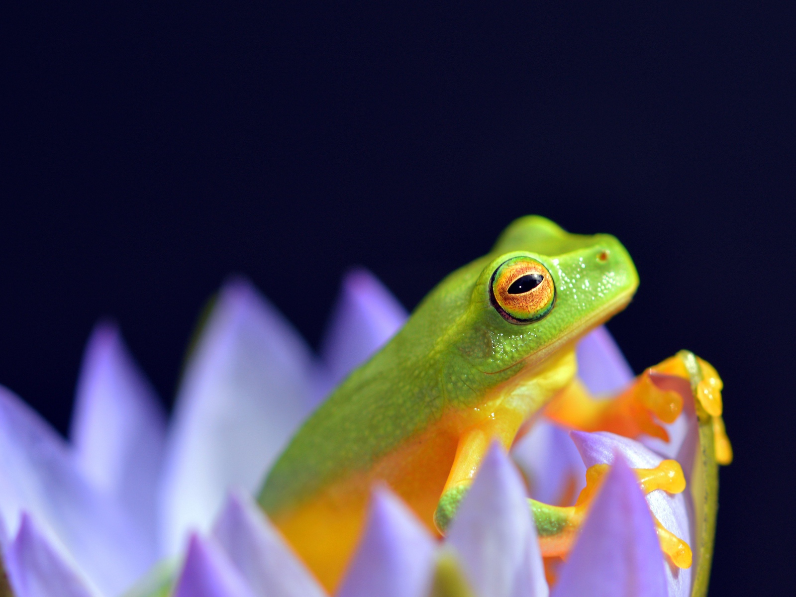 Зеленая лягушка сидит в цветке лотоса на синем фоне