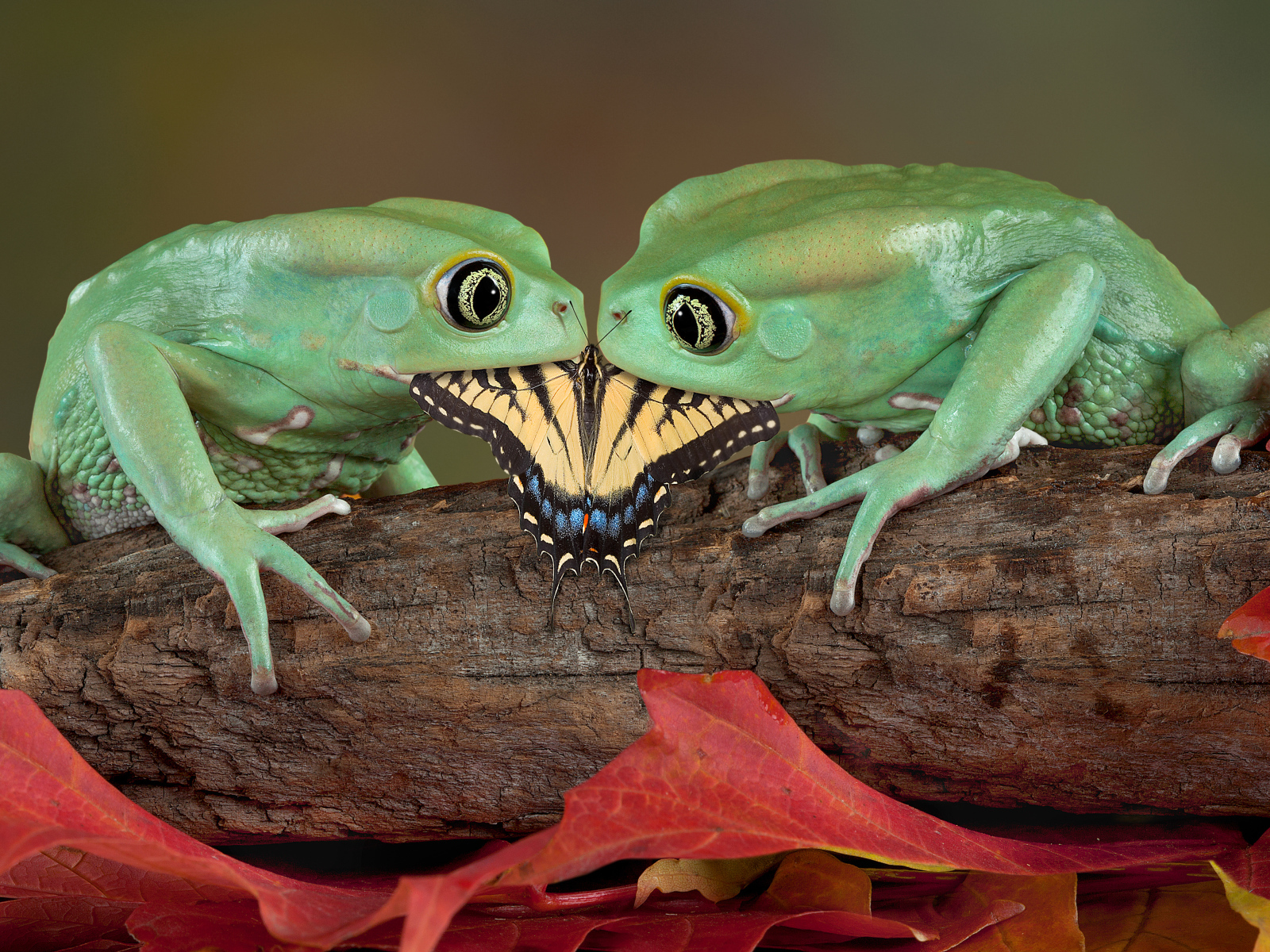 Две зеленые лягушки едят бабочку