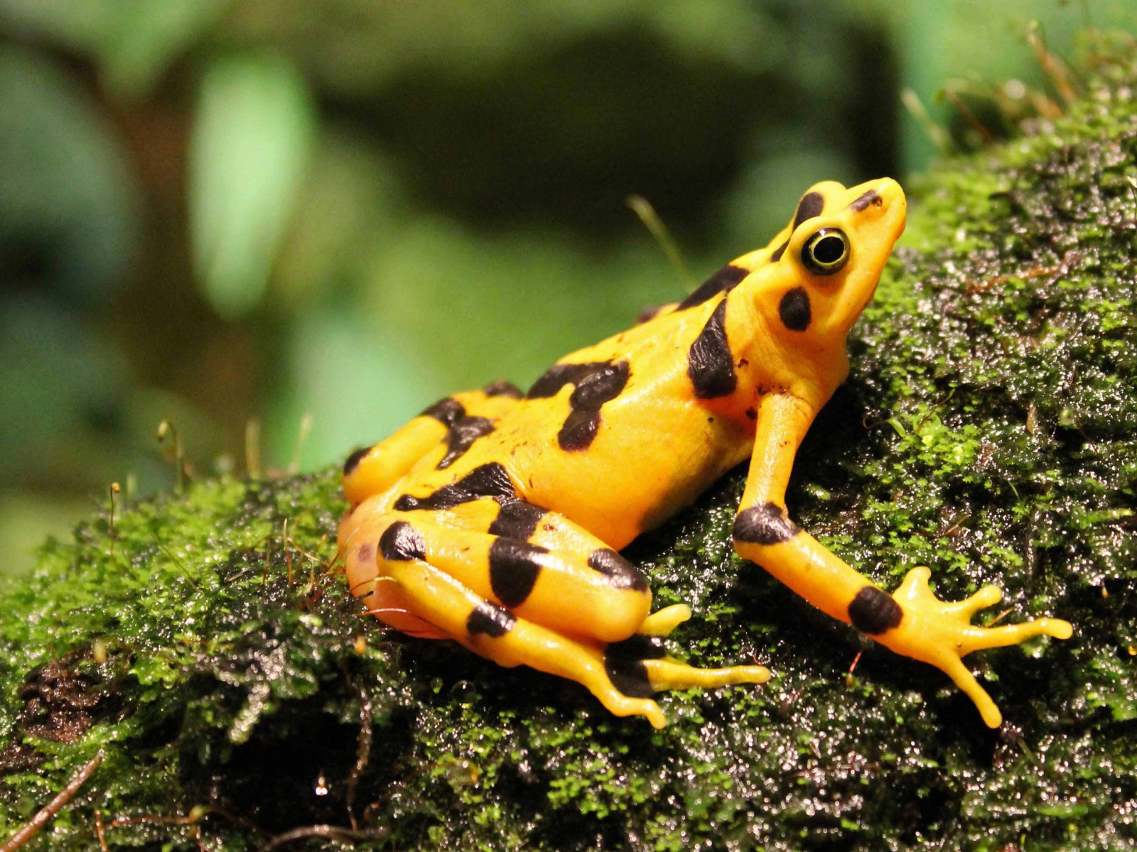 Желтая лягушка сидит на мокром мху