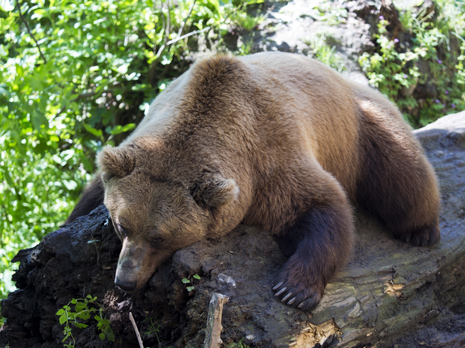 Большой бурый медведь лежит на сухом дереве