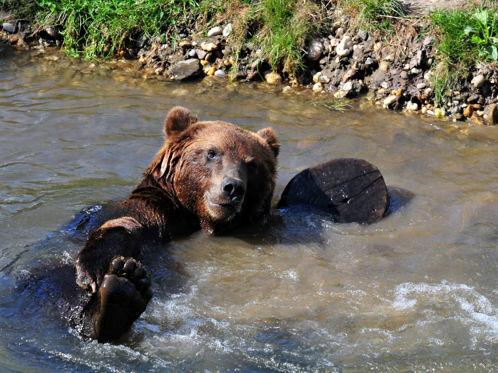 Большой бурый медведь купается в ручье