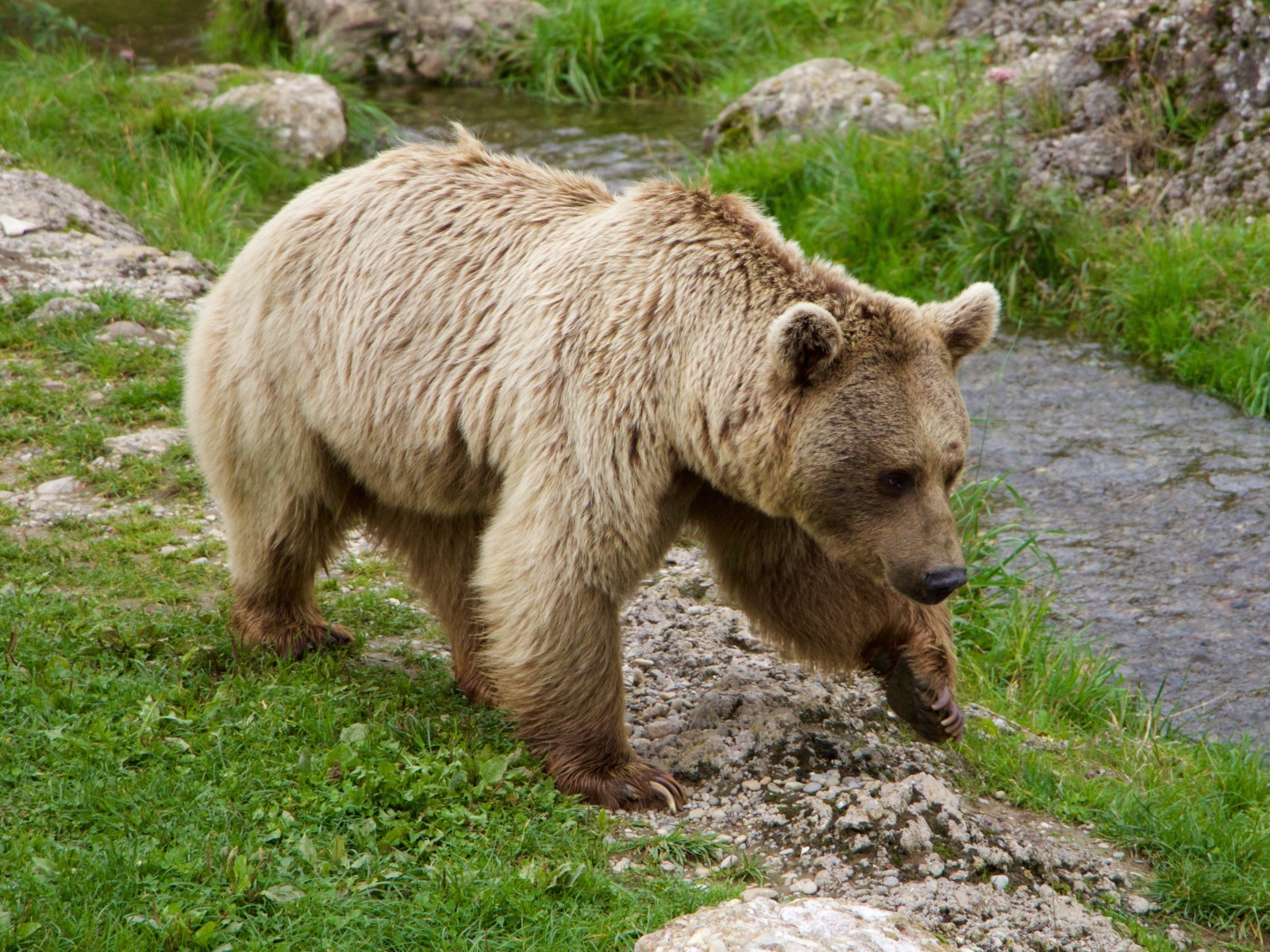 Большой бурый медведь идет по зеленой траве у ручья