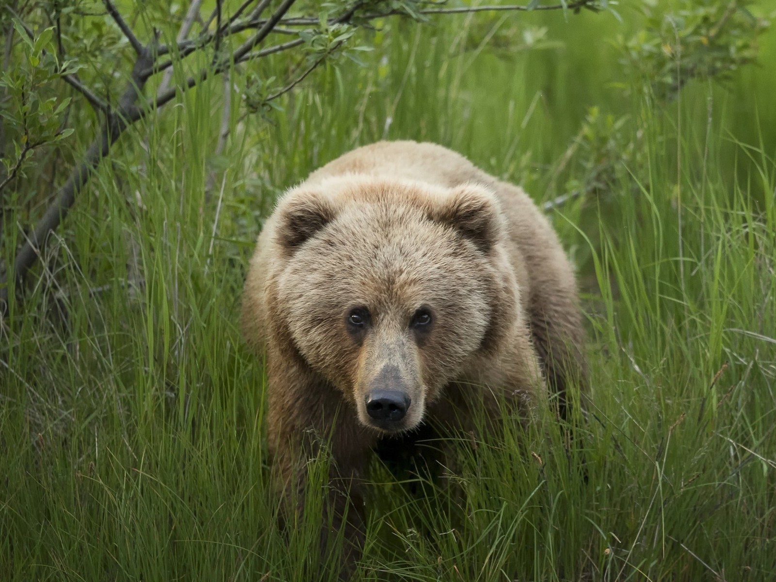 Большой бурый медведь в зеленой траве 