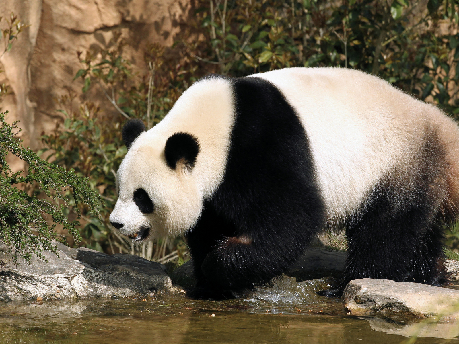 Большая панда идет по воде