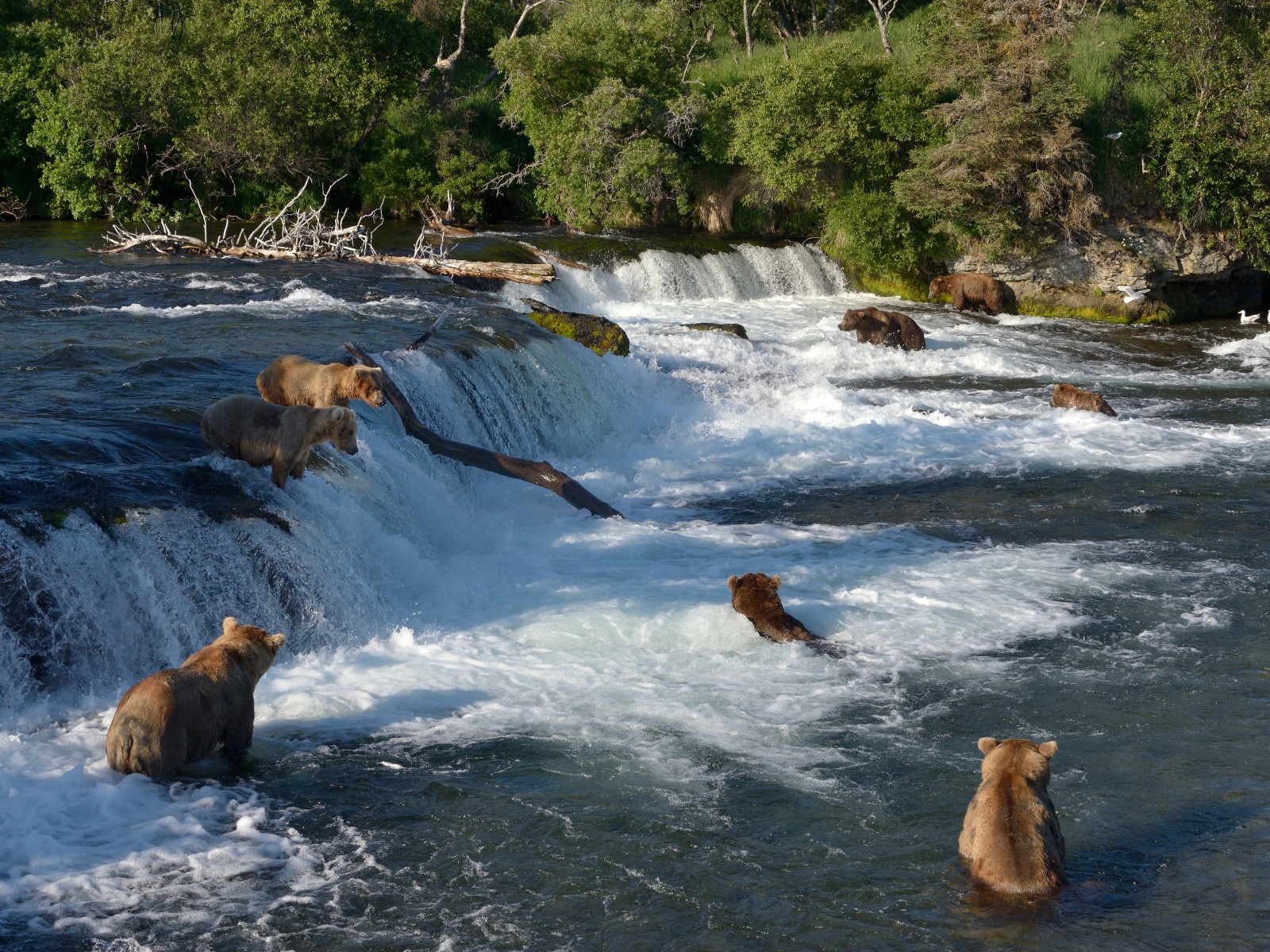 Бурые медведи ловят рыбу в горной реке