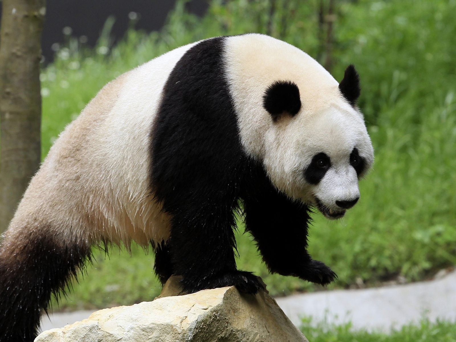 Wet big panda bear stands on a rock