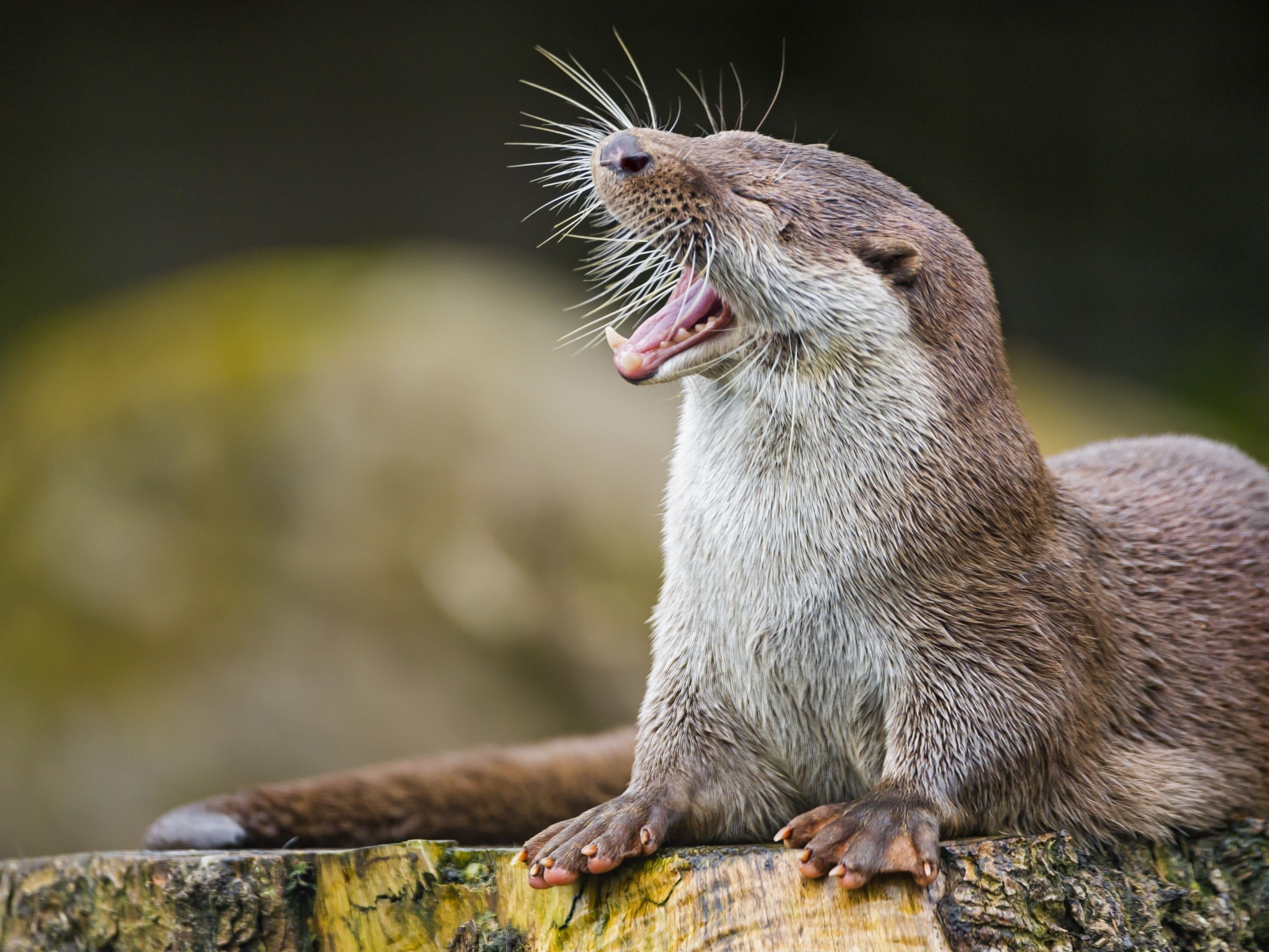 Забавная выдра зевает