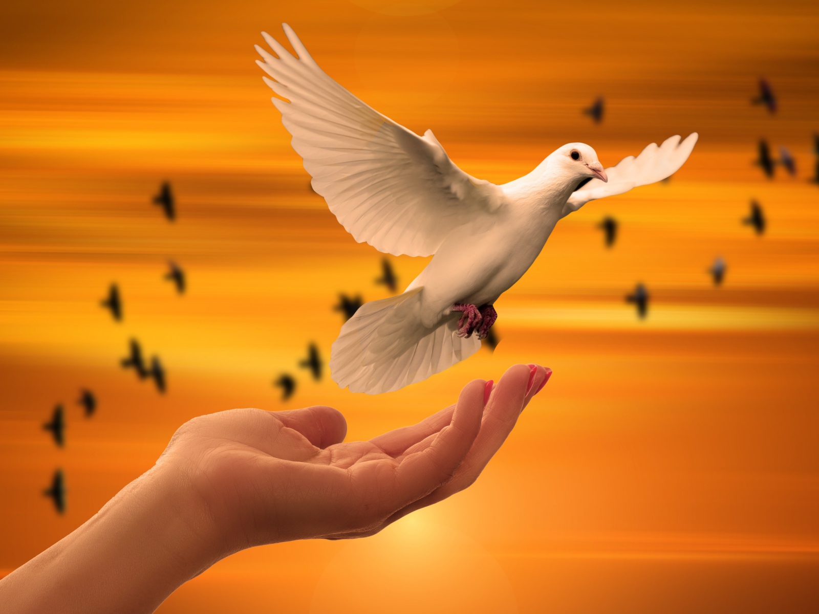 Красивый белый голубь взлетает с руки 