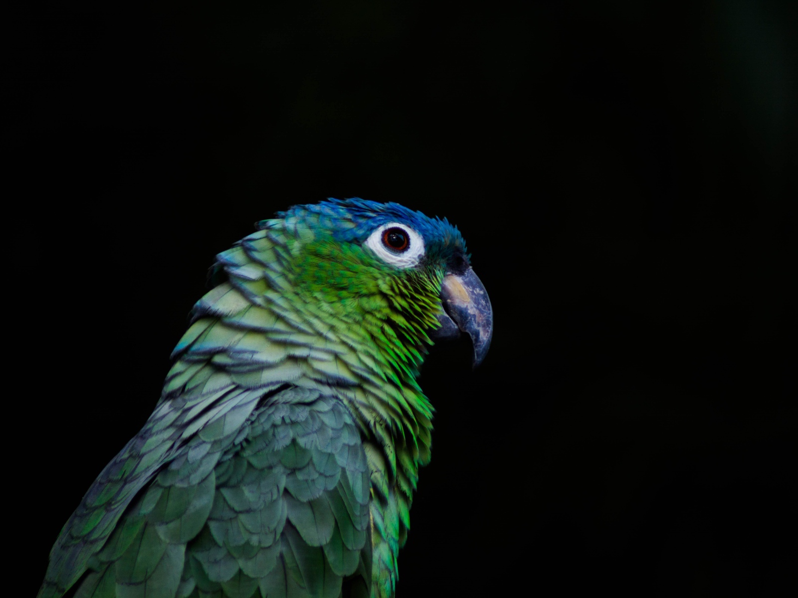 Зеленый попугай на черном фоне крупным планом