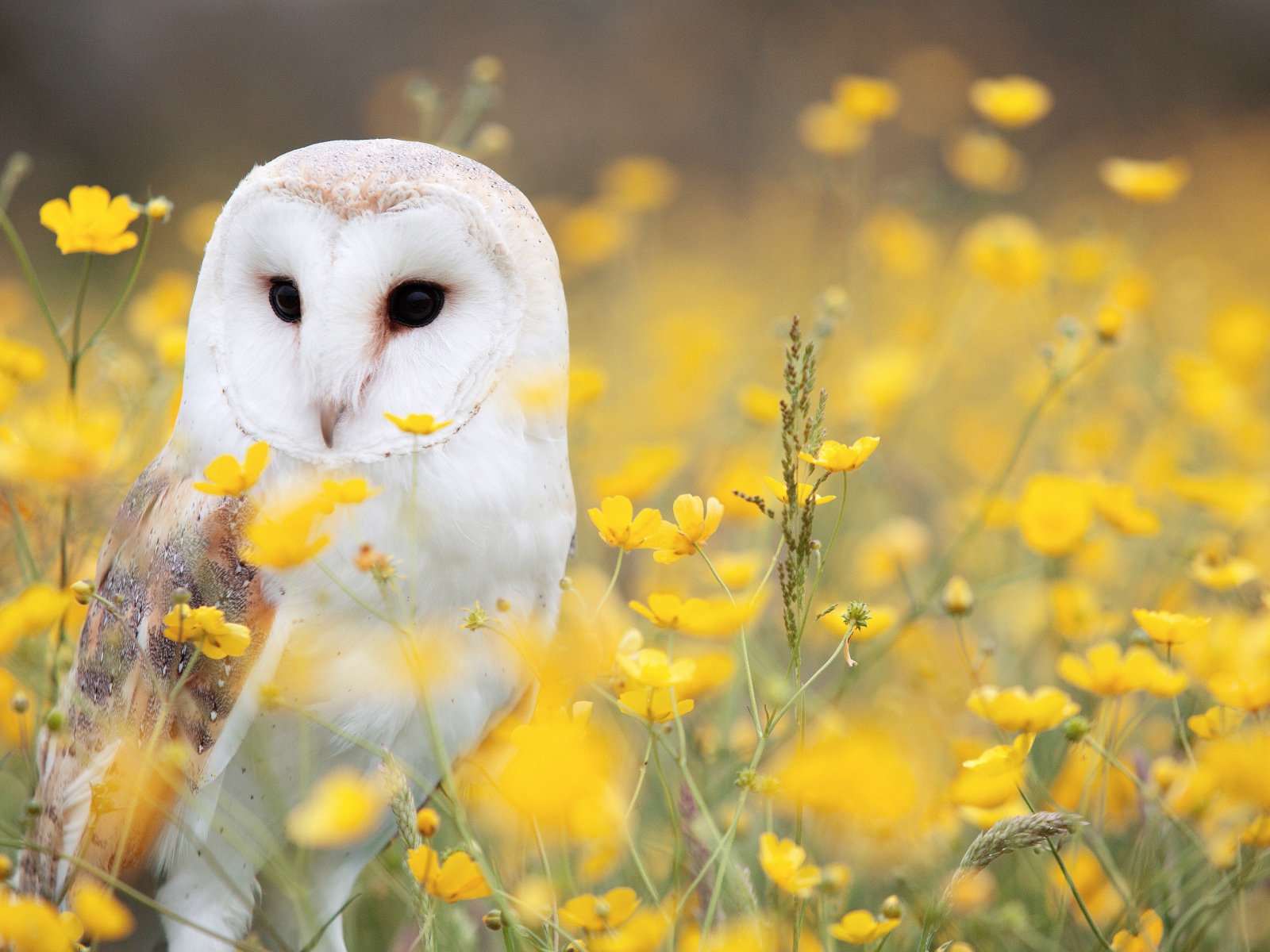 Большая белая сова сидит в желтых цветах