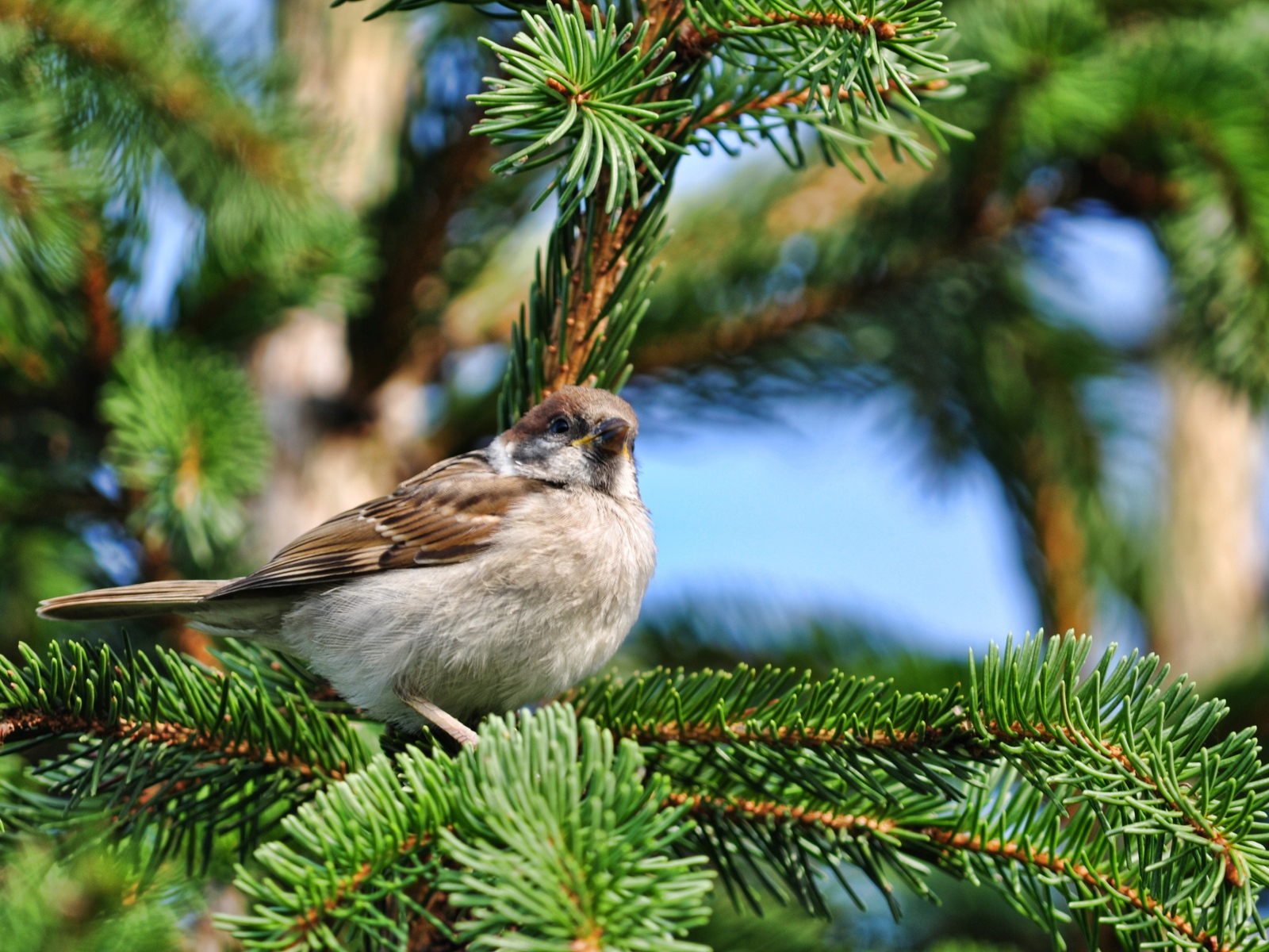 Маленький серый воробей сидит на еловой ветке