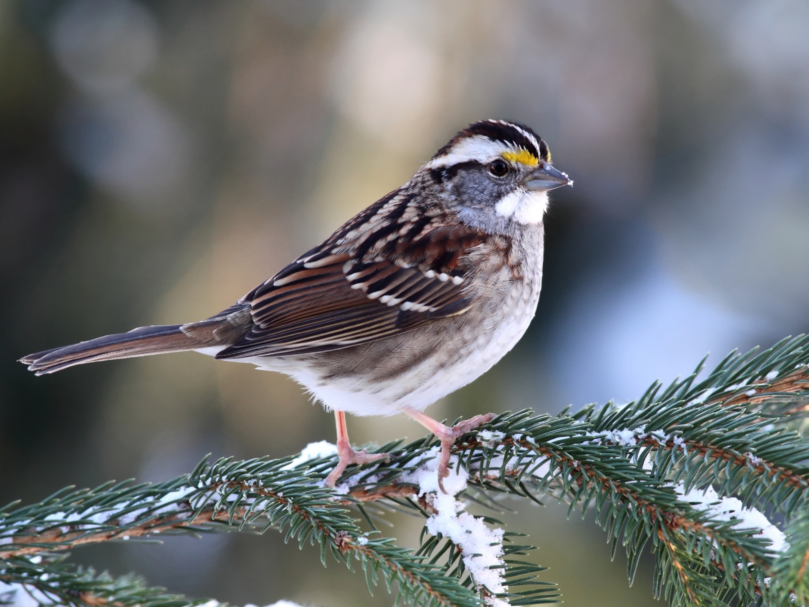 Маленький воробей сидит на еловой ветки зимой