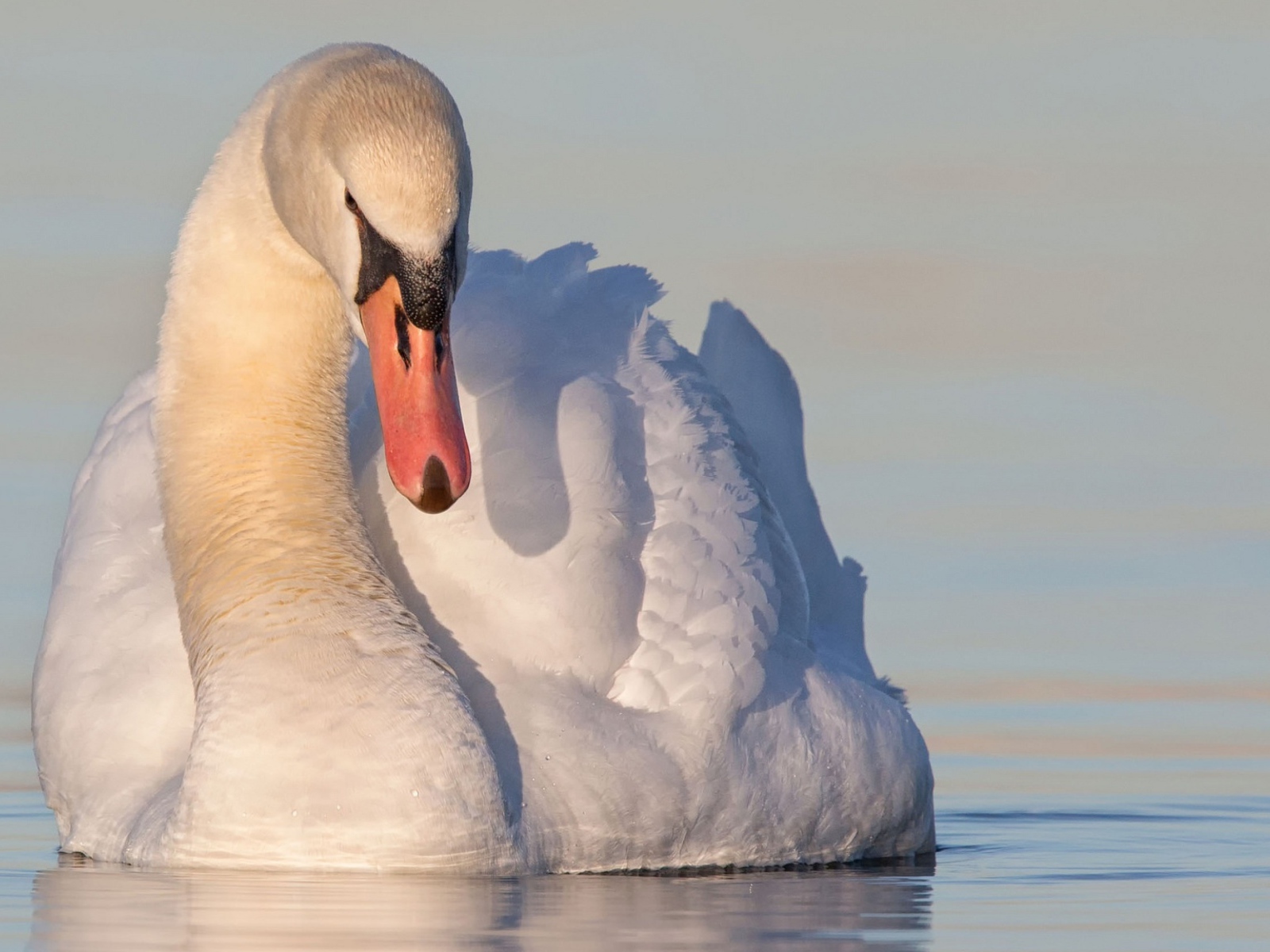 Beautiful white swan in water
