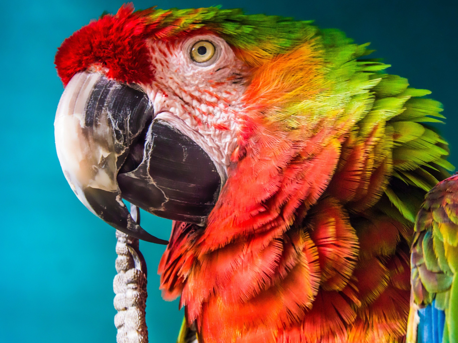 Большой попугай крупным планом