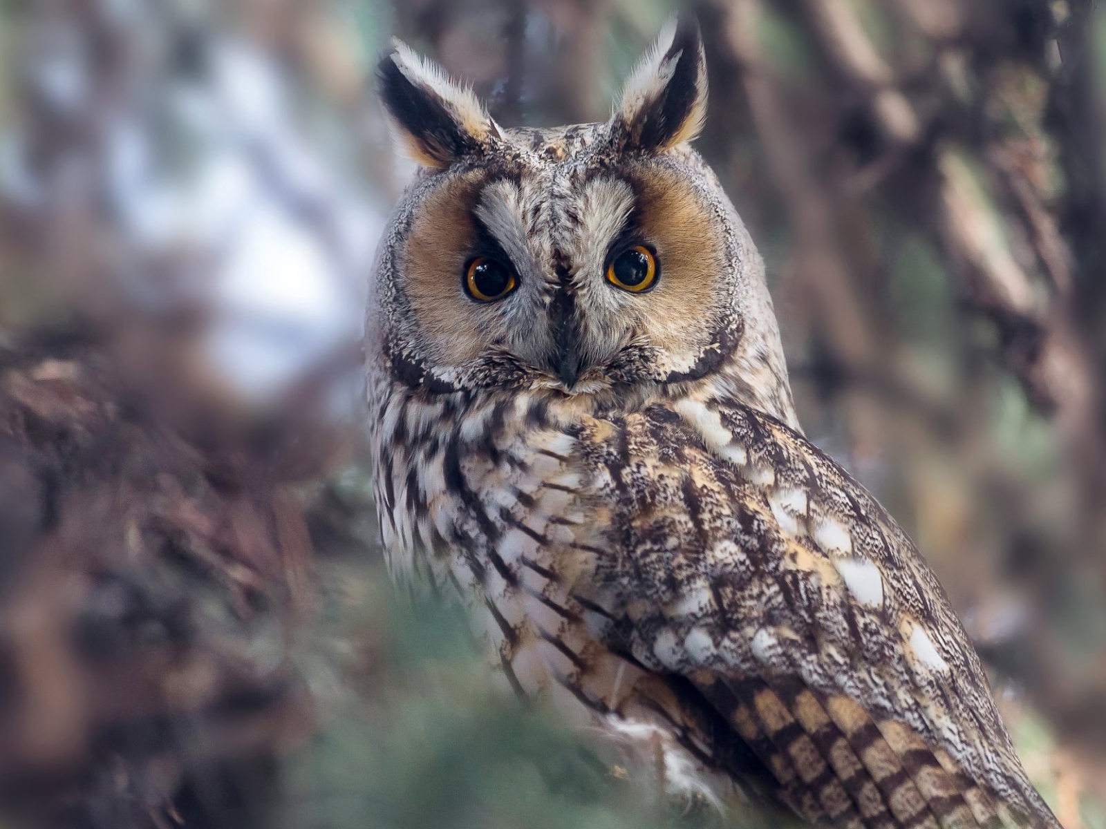 Большая сова с желтыми глазами на дереве