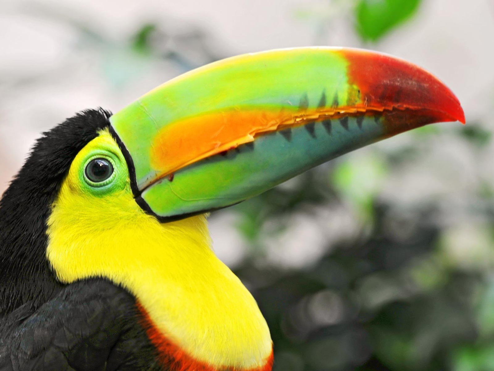 Птица тукан с большим клювом