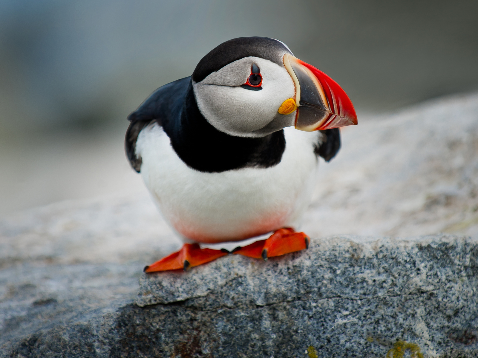 Маленький грустный тупик на камне