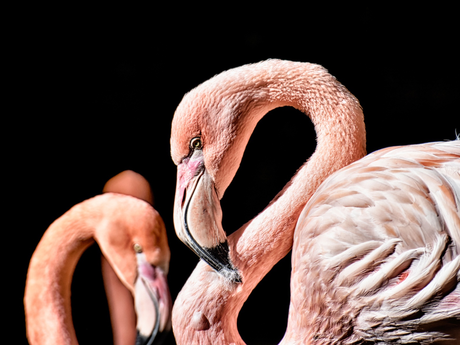 Розовый фламинго на черном фоне крупным планом