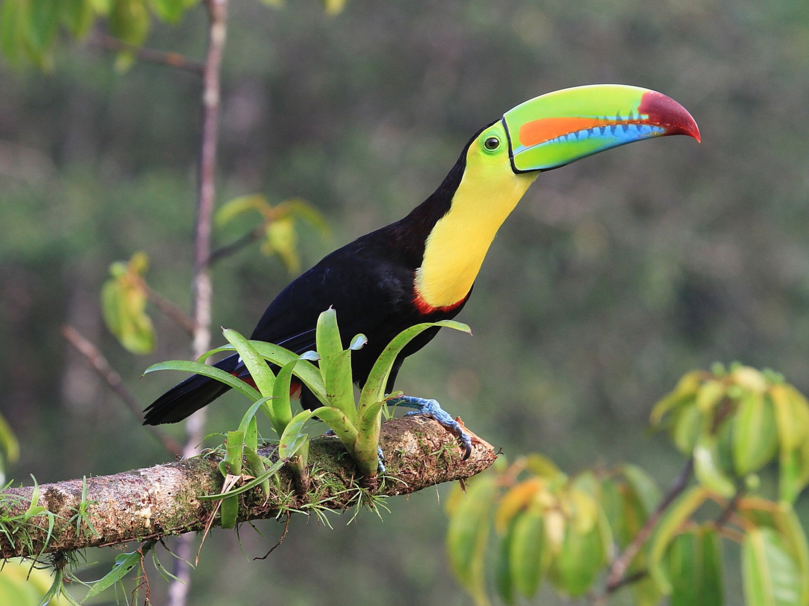 Тукан с длинным клювом сидит на ветке