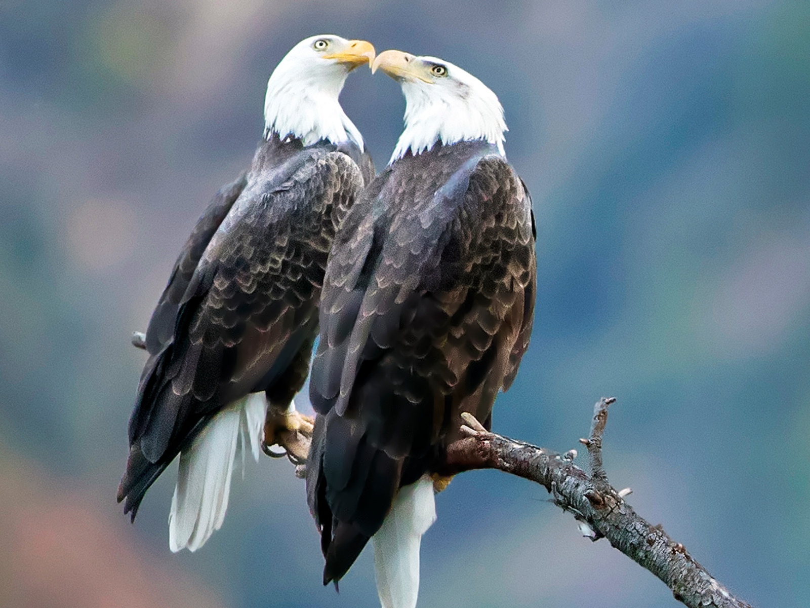 Два белоголовых орлана сидят на ветке