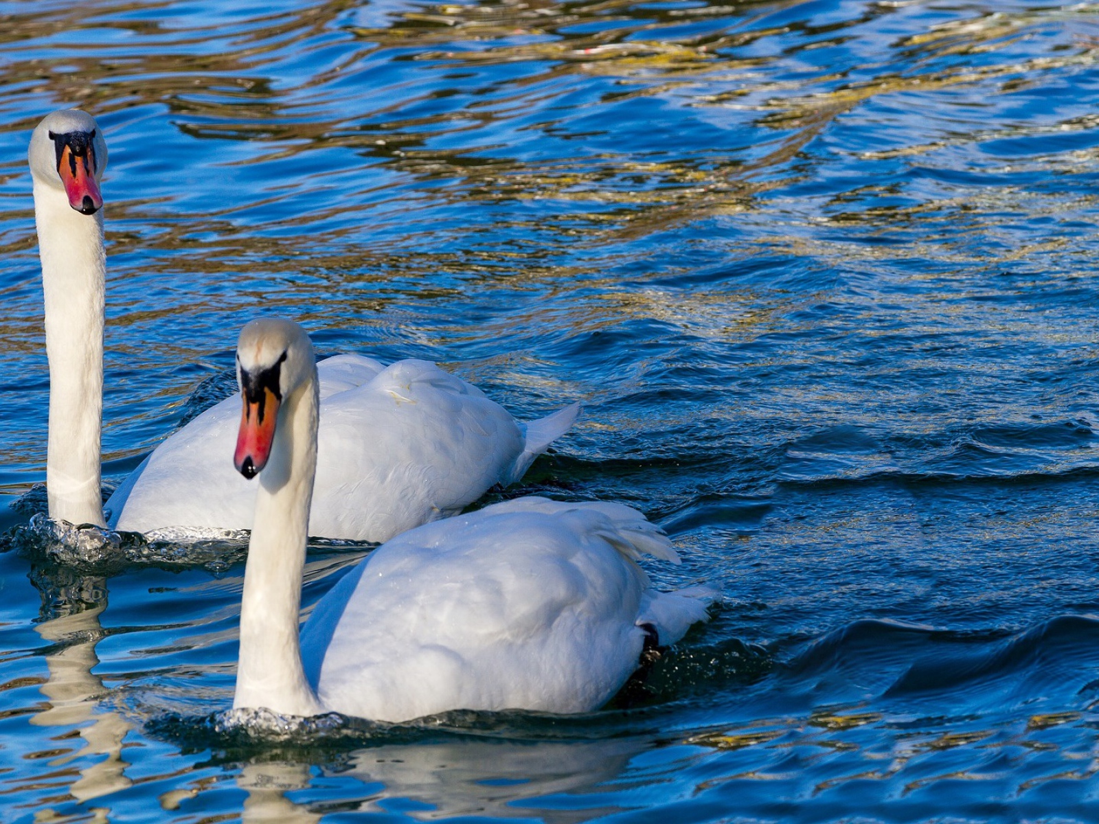 Два красивых белых лебедя в прозрачной воде