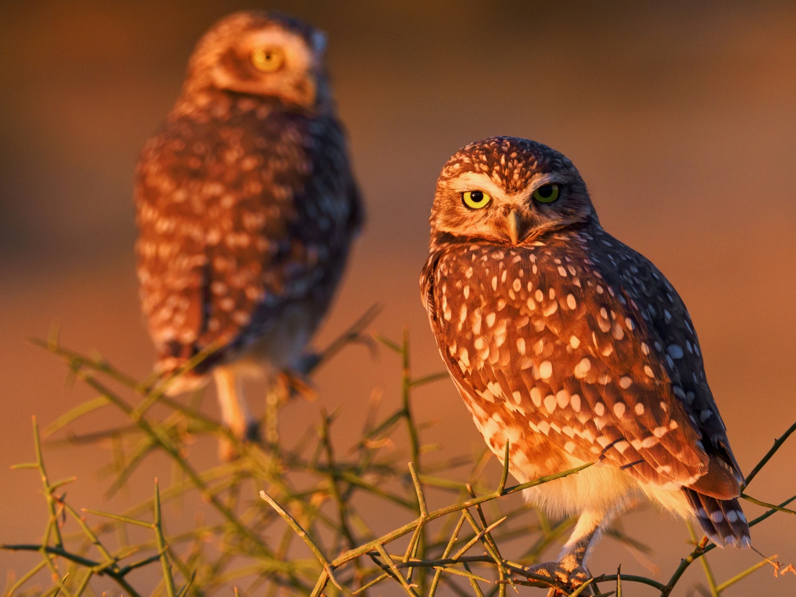 Две большие коричневые совы сидят на ветке 