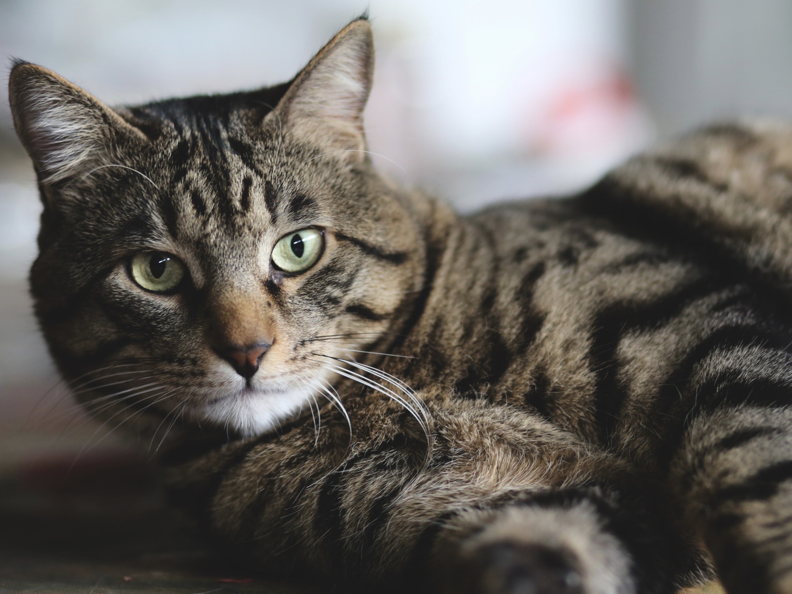 Красивый серый кот лежит на полу