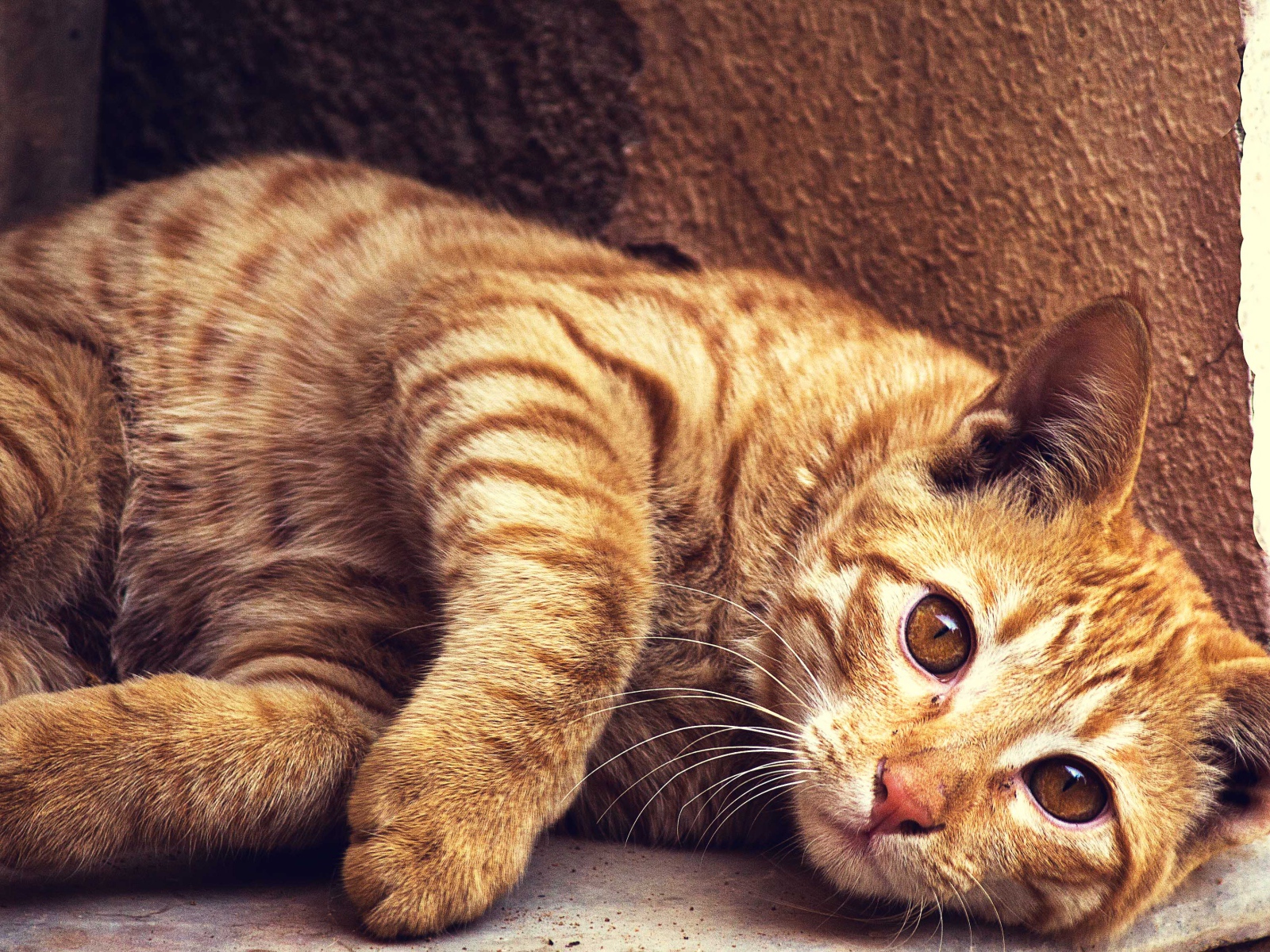 Красивый рыжий кот лежит у стены 