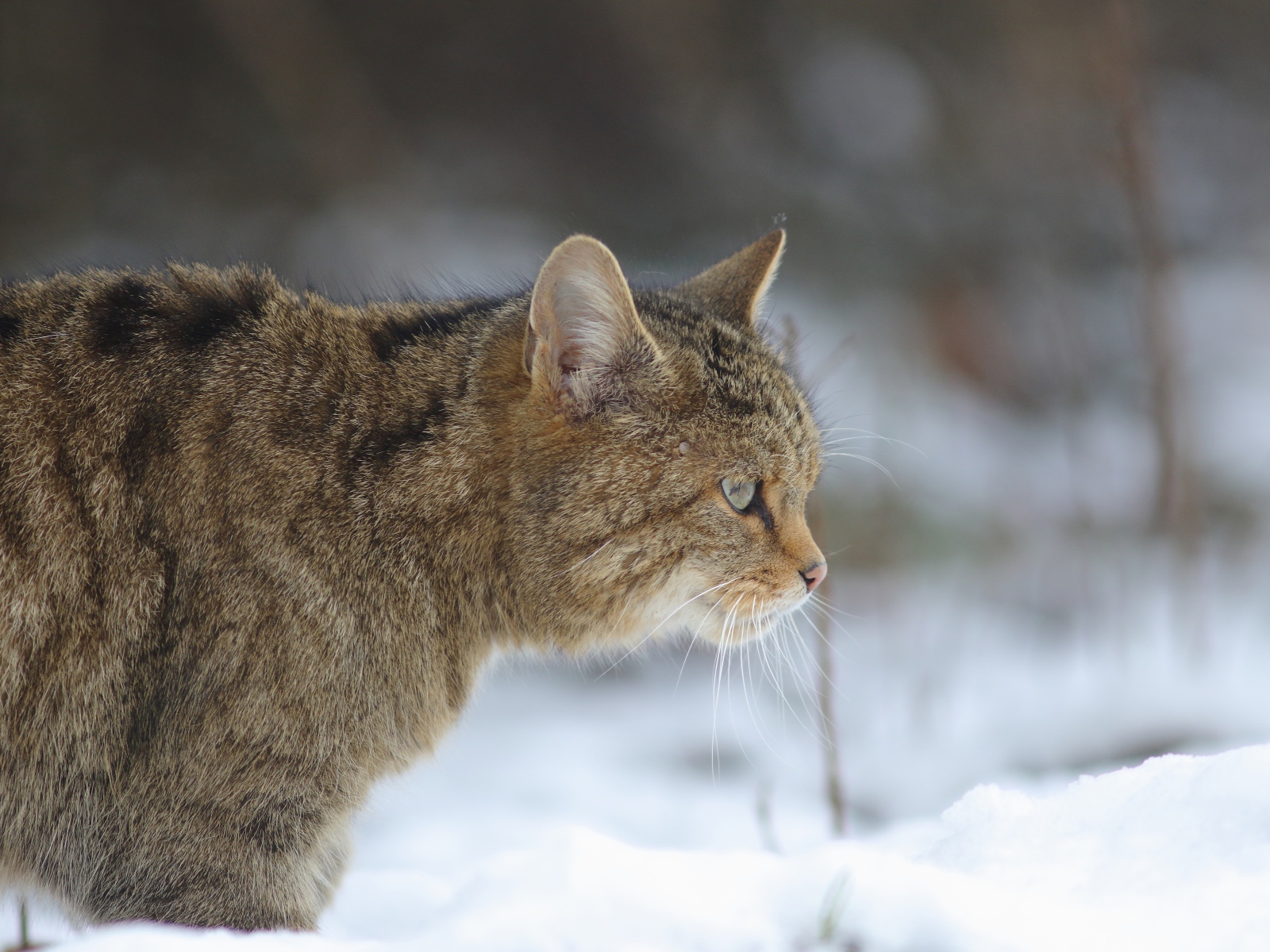 Большой серый кот идет по белому снегу